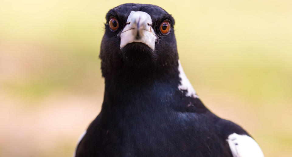 Australia’s magpie swooping hotspots have been revealed. Source: File/Getty Images