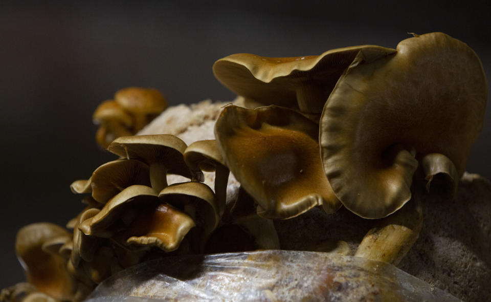 Different varieties of mushrooms grow in various substrates at Le Champignon de Bruxelles urban farm in the cellars of Cureghem in Brussels, Wednesday, Feb. 5, 2020. When the founding members of the company first tried to grow their Shiitake, Maitake and Nameko mushroom varieties using coffee grounds as a substrate, they realized the fungi much preferred organic beer waste. (AP Photo/Virginia Mayo)