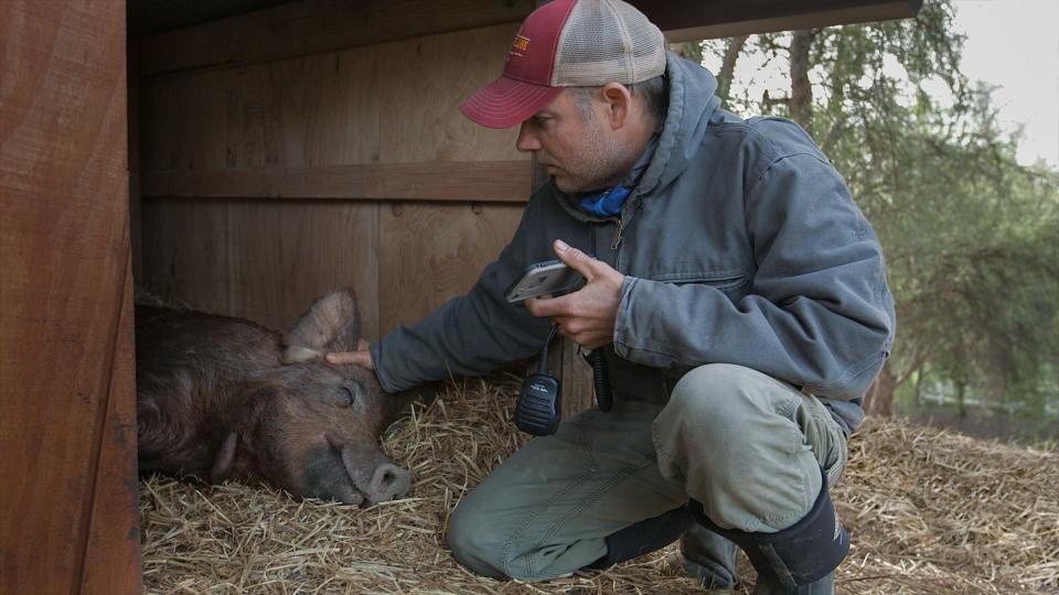 John Chester of Apricot Lane Farms in Moorpark checks on Emma the pig in a scene from "The Biggest Little Farm." The documentary will be released nationwide on May 10.