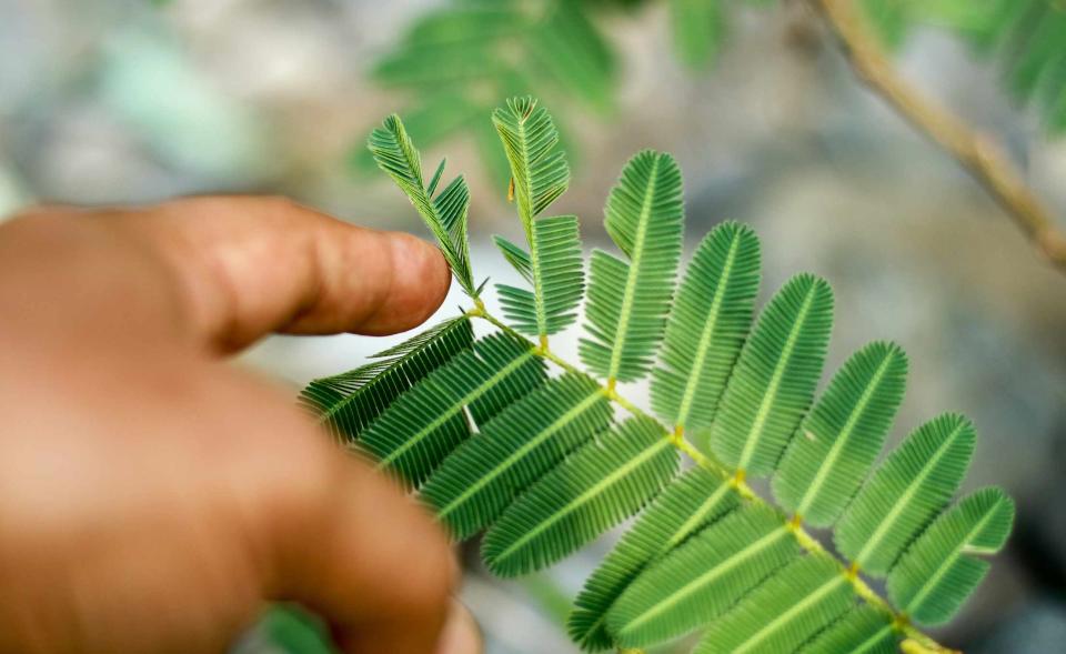 <p>JokoHarismoyo / Getty Images</p> The sensitive plant (Mimosa pudica) responds to human touch.