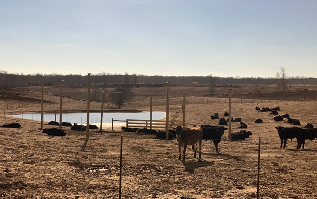 This photo, taken by a Tennessee Department of Environment and Conservation employee on Leonard Road, shows cattle on Trace Browning's farm.