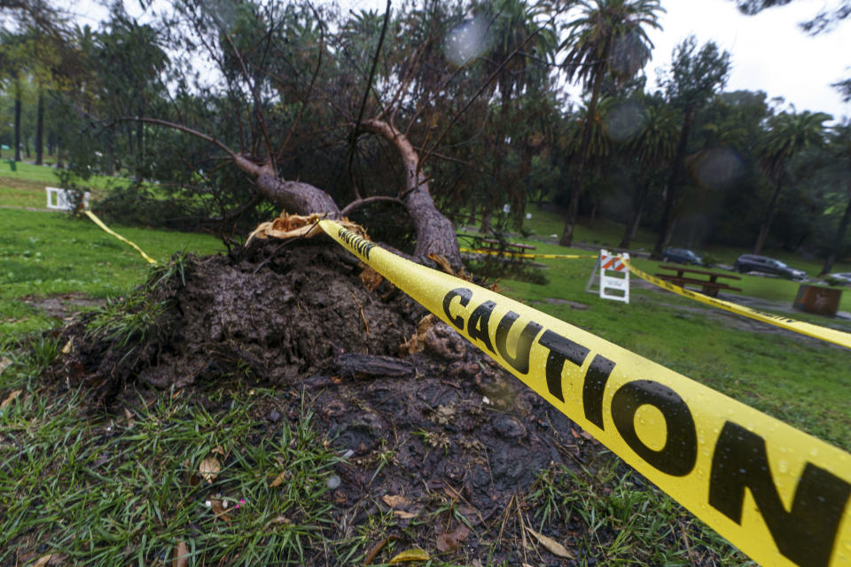 Caution tape circles a storm-battered tree at Elysian Park in Los Angeles Saturday, Jan. 14, 2023. California got more wind, rain and snow on Saturday, raising flooding concerns, causing power outages and making travel dangerous. (AP Photo/Damian Dovarganes)