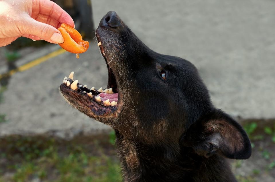 Auch Steinobst sollten Sie von Ihrem Hund fernhalten. Zwar birgt das Fruchtfleisch keine Gefahr, doch der Kern kann durchaus schaden. Wenn Ihr Hund diesen zerbeißt, kann es durch die Freisetzung von Blausäure zu einem Atemstillstand kommen. (Bild: iStock / Vera Kornienko)