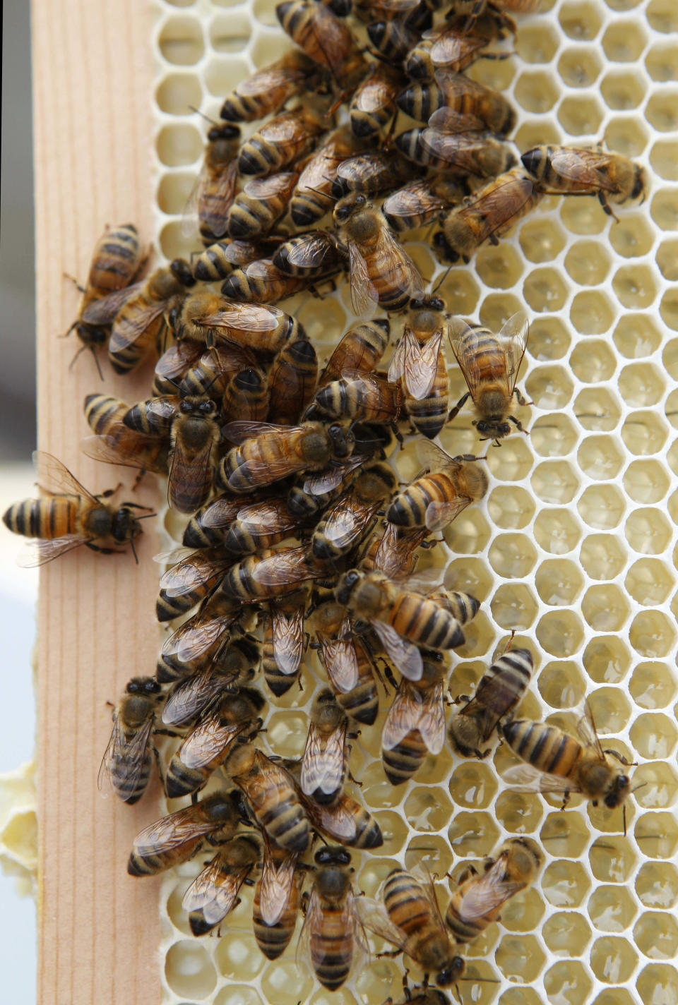 Honey bees that reside in hives on the 20th floor roof of the Waldorf Astoria hotel in New York swarm to consume their own honey as they are removed for a routine inspection, Tuesday, June 5, 2012. At the Waldorf, the insects are visible from certain rooms, and guests can sign up for tours of the hives _ although they may want to put on a bee suit first. The Waldorf's first batch of honey should be ready for harvest by early summer. (AP Photo/Kathy Willens)