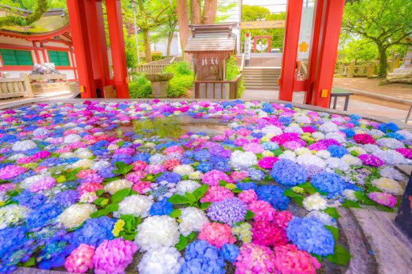 新片速報 日本神社超靚 繡球花池 夏日限定風景twitter熱傳