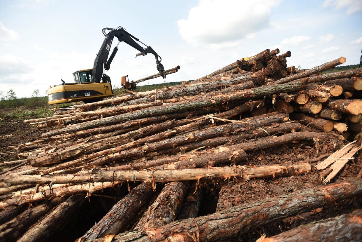 In this StarNews file photo, contractors with Resource Management Service harvest pine trees on land off N.C. 211 in the Green Swamp area of Brunswick County.