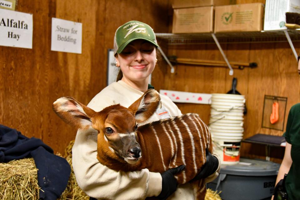 An eastern bongo was born at the Potter Park Zoo in Michigan on March 5.