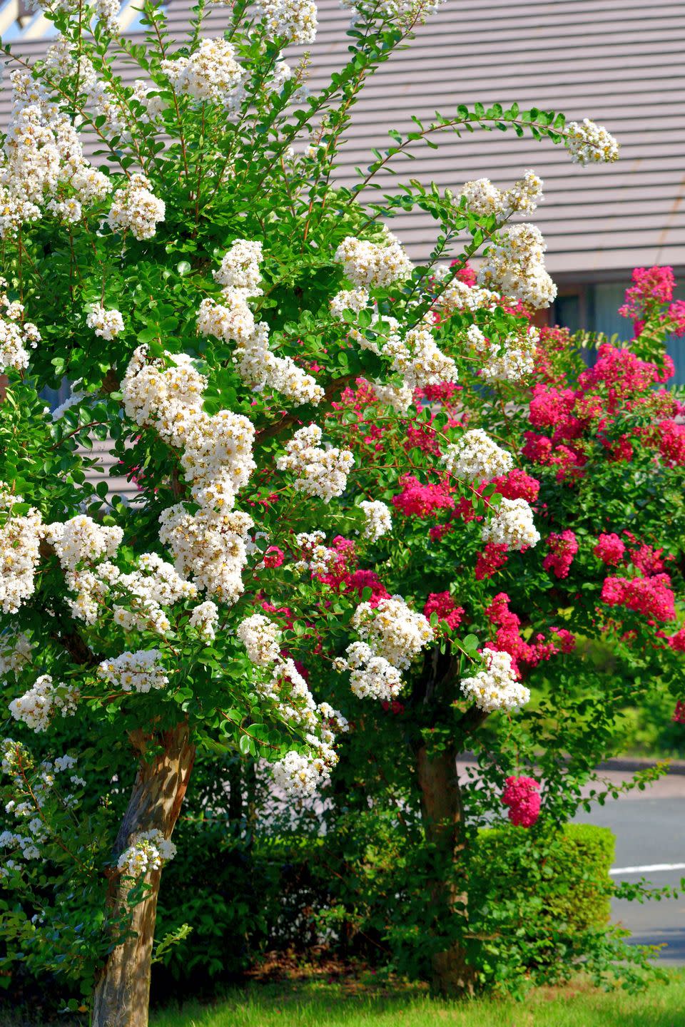 japanese crape myrtle flower lagerstroemia indica