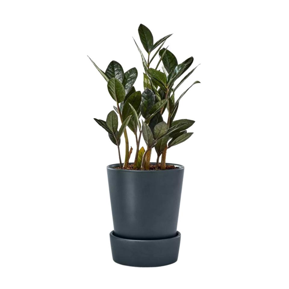 Hilton Carter for Target Live 5" Black ZZ Plant