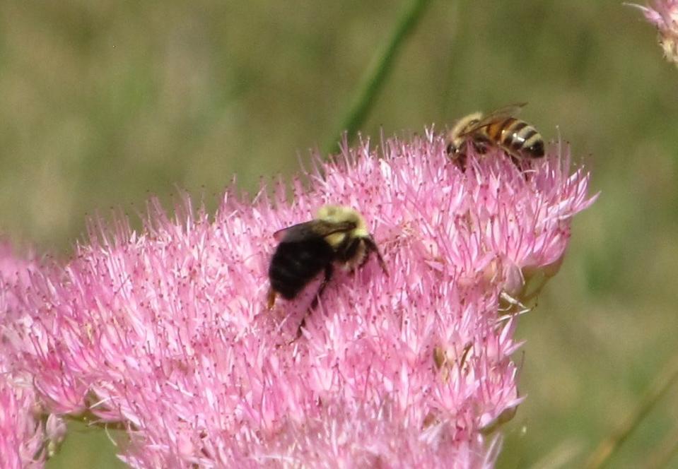 Sedum flowers attract bees and other pollinators which are vital to plant reproduction.