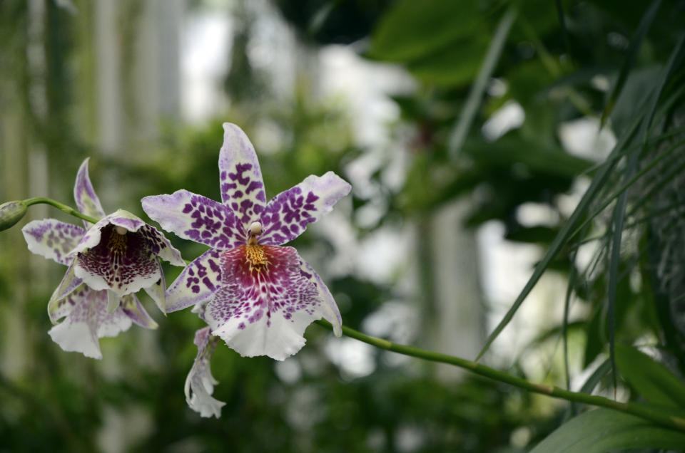 Beallara Big Shot "Pink Leopard" orchids displayed at "The Orchid Show: Florals in Fashion" at The New York Botanical Garden, Saturday, Feb. 17, 2024, in the Bronx borough of New York. The exhibition is on through April 21, 2024. (AP Photo/Pamela Hassell)