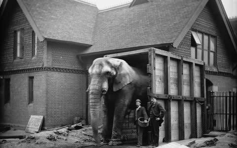 Jumbo walks through his travelling crate outside the Elephant House at London Zoo in 1882 - Credit: Hulton Archive