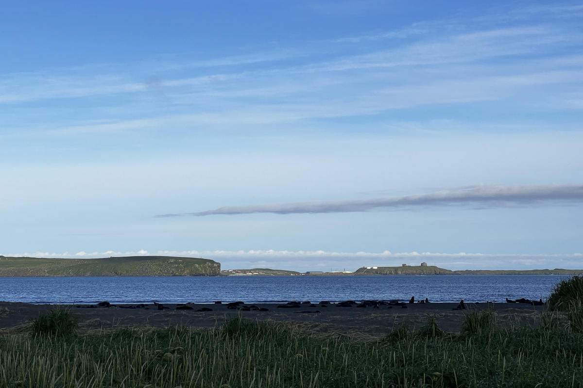 Pourquoi une île d’Alaska utilise du beurre de cacahuète et des lumières noires pour trouver un rat qui pourrait ne pas exister