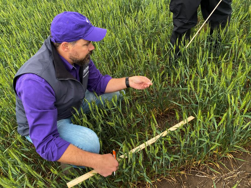 Romulo Lollato, a wheat agronomist for Kansas State University, examines wheat in a field near Clay Center