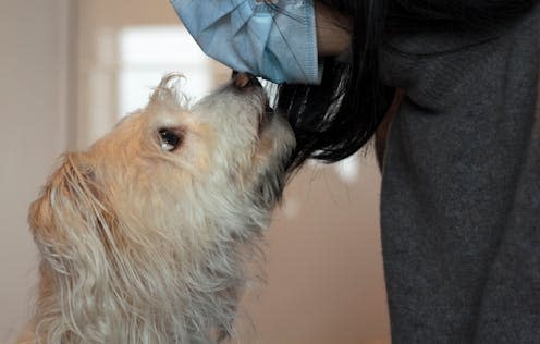 <span class="caption">A dog's sense of smell is 10,000 times more powerful than a human's.</span> <span class="attribution"><a class="link " href="https://www.shutterstock.com/image-photo/dog-sniffing-woman-covid19-mask-1907148418" rel="nofollow noopener" target="_blank" data-ylk="slk:rfranca/ Shutterstock;elm:context_link;itc:0;sec:content-canvas">rfranca/ Shutterstock</a></span>