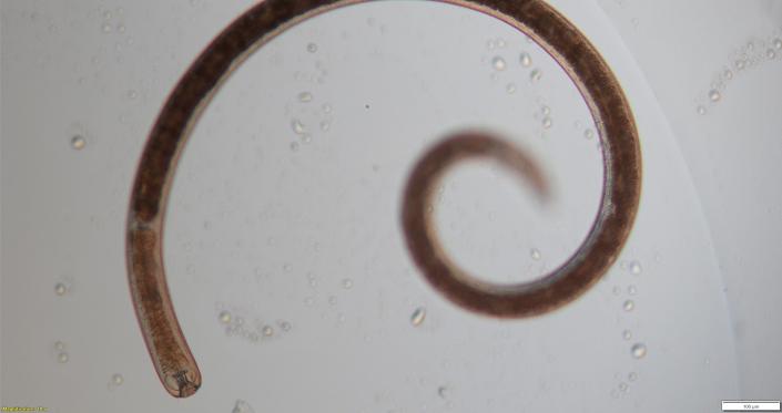 Imagen microscópica de un nematodo Gammanema.