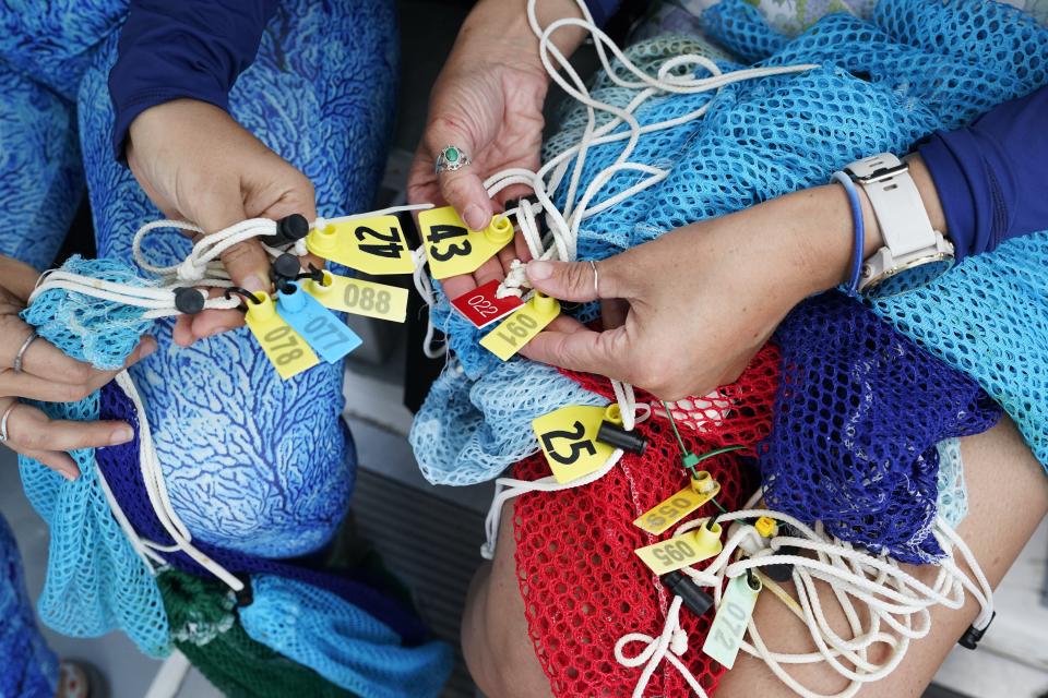 Grad student Berfin Sagir, left, and Research associate Catherine Lachnit sort numbered bags that will be used to collect coral fragments, Friday, Aug. 4, 2023, in Key Biscayne, Fla. Scientists from the University of Miami Rosenstiel School of Marine, Atmospheric, and Earth Science established a new restoration research site there to identify and better understand the heat tolerance of certain coral species and genotypes during bleaching events. (AP Photo/Wilfredo Lee)