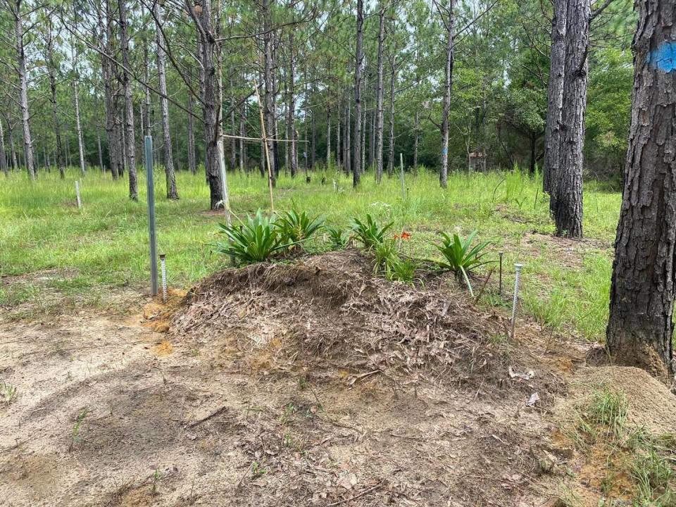 Plantas autóctonas cubriendo una tumba en el bosque de pinos de hoja larga de Glendale Memorial Nature Preserve, de 350 acres.