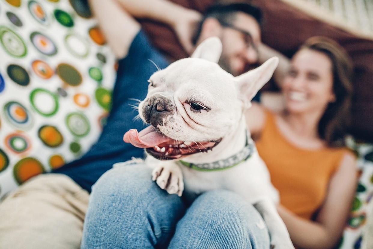 dog sitting in couple's lap