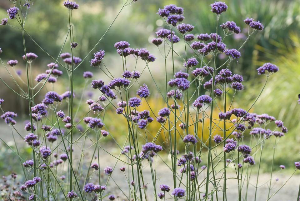 Verbena (Verbena Bodariensis)