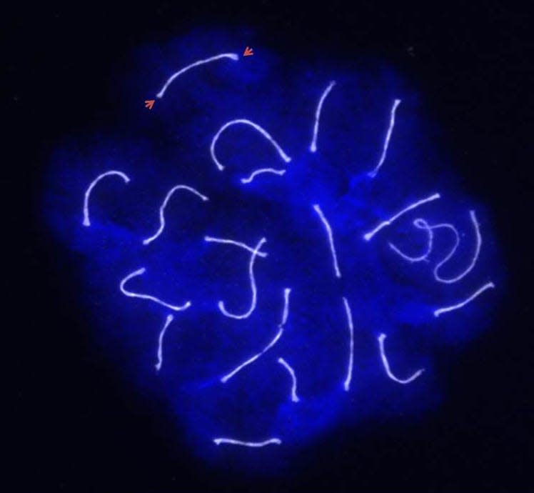 A microscopic image of cells, with the DNA in blue and chromosomes in white. Telomeres are shown at the ends of the DNA strands highlighted with arrows. [Image by Roberto Pezza, Oklahoma Medical Research Foundation]