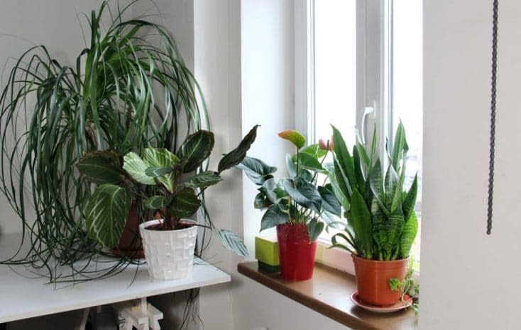 Absence of House Plants