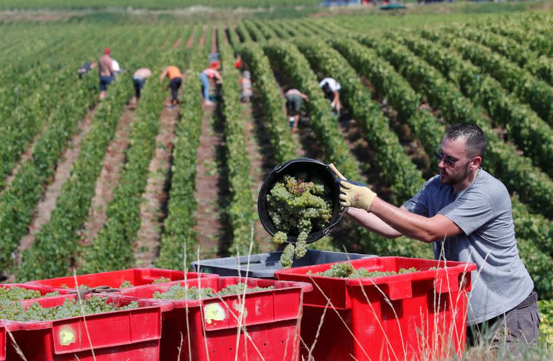 Champagne grape harvest begins in France's champagne region