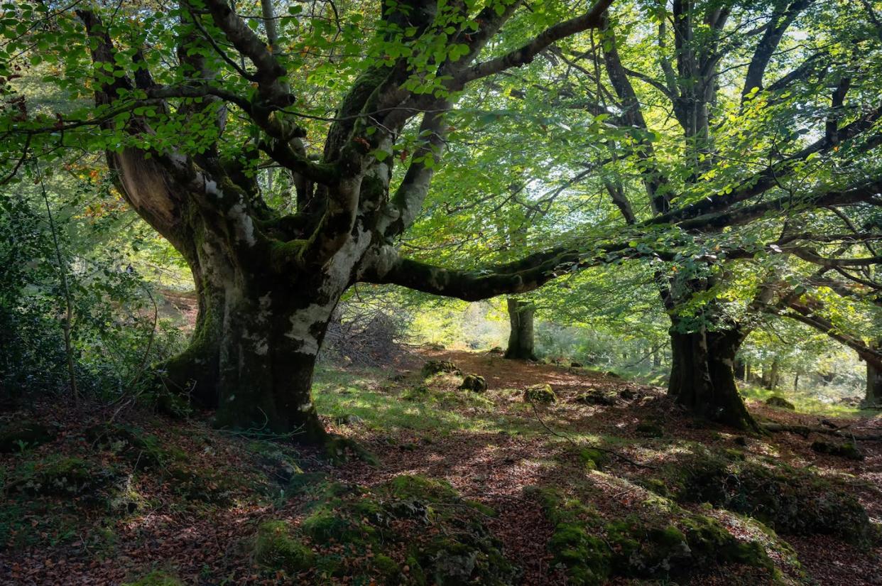 Huge beech tree with large branches in the enchanted forest in the Basque Country, Alava, Spain. <a href="https://www.shutterstock.com/es/image-photo/huge-beech-tree-large-branches-enchanted-2378469361" rel="nofollow noopener" target="_blank" data-ylk="slk:José Miguel Sánchez/Shutterstock;elm:context_link;itc:0;sec:content-canvas" class="link ">José Miguel Sánchez/Shutterstock</a>