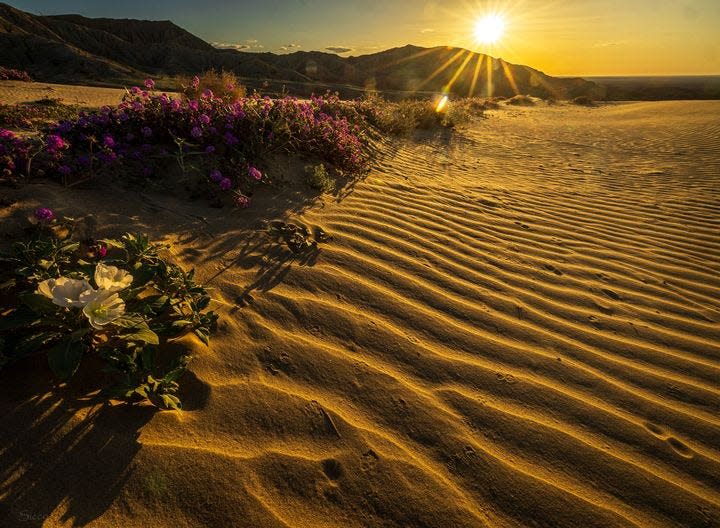 Wildflowers bloom along edge of sand dunes in Borrego Valley, CA. Photo by Sicco Rood, March 2024