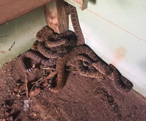 The home was cleared of 24 snakes in total - including the dead one in the toilet (Facebook/Big Country Snake Removal)