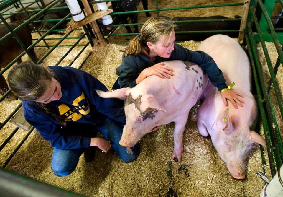From left, sisters Hannah Chandless, 17, and 11-year-old Grace, of Arroyo Grande, spend time with their pigs Moxie, right, and Tank at the 2013 Santa Barbara County Fair in Santa Maria in 2014. A Nipomo girl accused of cheating in the fair’s Junior Livestock Auction is suing the California Department of Food and Agriculture, the 37th District Agricultural Association, the Santa Barbara Fairpark Foundation and others.