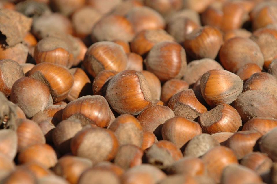 Hazelnuts are ready to harvest when they fall to the ground.