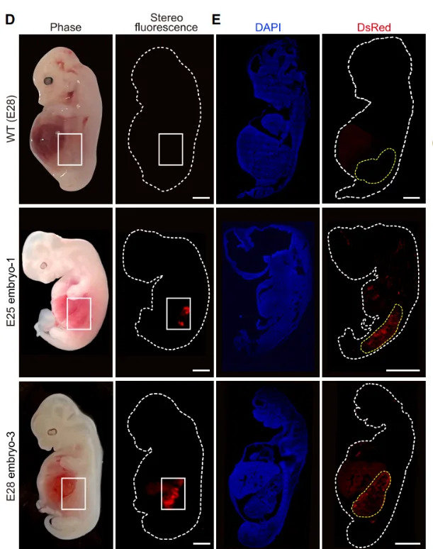 胚胎內的人源化腎細胞（紅色螢光）與野生型豬胚胎對比。圖片來源：論文。翻攝澎湃新聞
