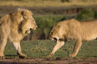 These are the rip-roaring scenes of a mass battle between a pride of lions which were snapped by a brave photographer from just TWENTY metres away. The spontaneous brawl in the Serengeti National Park, Tanzania was caught by amateur photographer Andrew Atkinson who captured the early morning combat between the young cats just as the sun came up. The safari truck he was on pulled up as the dominant male strode over to kick-start the turf wars between the big cats who can tip the scales at anywhere up to the 180kg mark. PIC BY ANDREW ATKINSON / FOTOLIBRA / CATERS NEWS