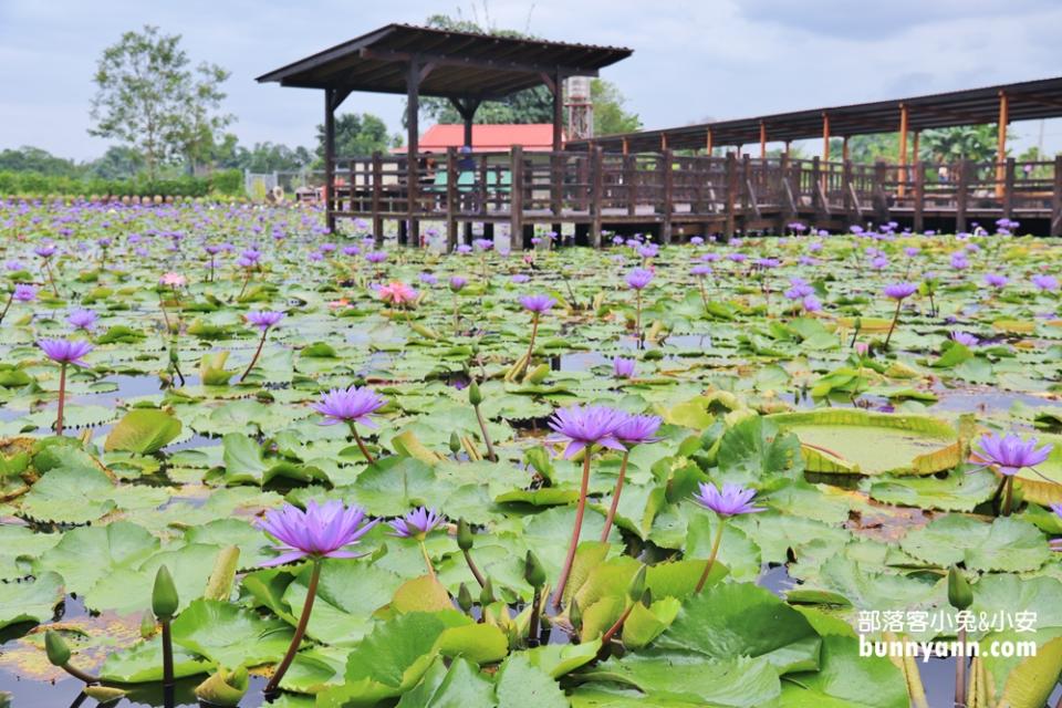 花蓮「蓮城蓮花園」