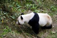 A Panda snacks on some bamboo. <br> <a href="http://worldwildlife.org/pandas" rel="nofollow noopener" target="_blank" data-ylk="slk:Find out more at worldwildlife.org/pandas;elm:context_link;itc:0;sec:content-canvas" class="link ">Find out more at worldwildlife.org/pandas</a> Images Courtesy of Matthew Levin, Whitney Padgett, Krystal Vinck