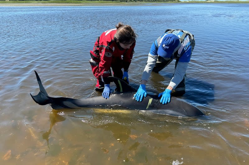 In this photo provided by the International Fund for Animal Welfare, Alyssa Wile, left, and David Aronow help a stranded dolphin on Cape Cod, Mass., on June 28, 2024. A review of data and aerial imagery in July 2024 revealed that a total of 146 dolphins were involved in the stranding and 102 survived. | International Fund for Animal Welfare via Associated Press