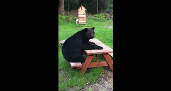 black bear sitting at picnic table
