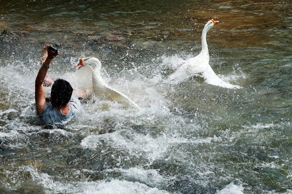 geese attack tourist in china