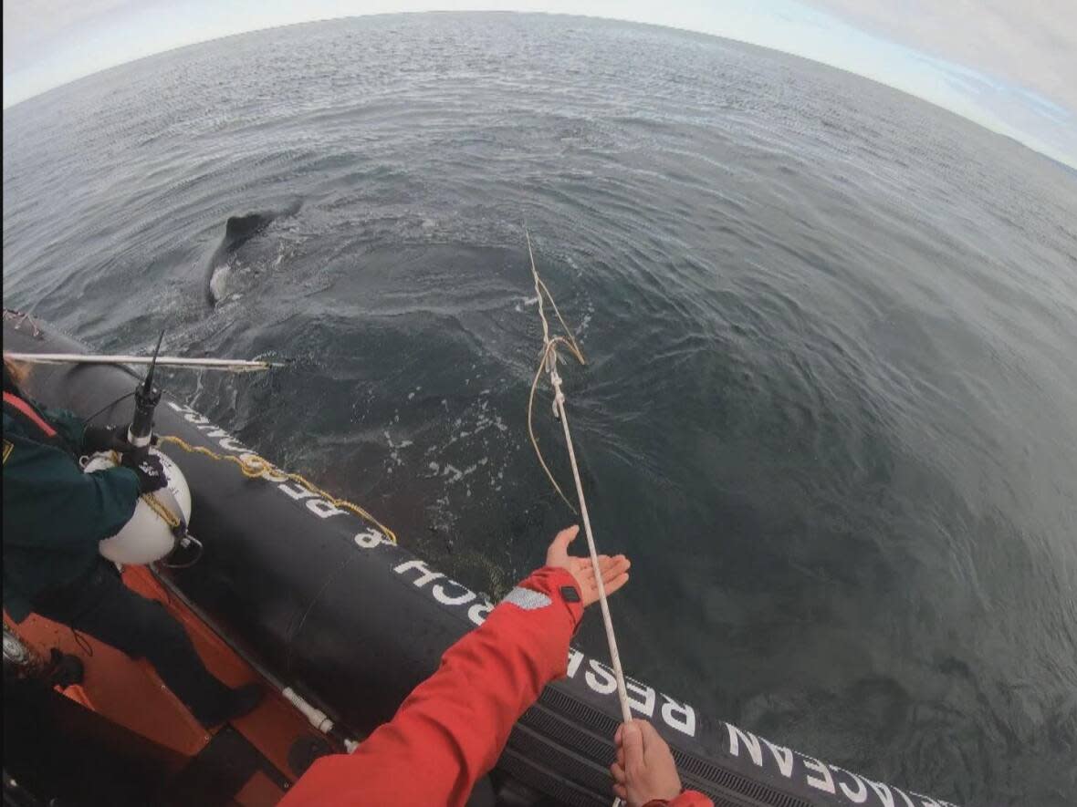 Rescuers are seen extricating a humpback whale off the coast of Haida Gwaii on May 25. (Department of Fisheries and Oceans - image credit)