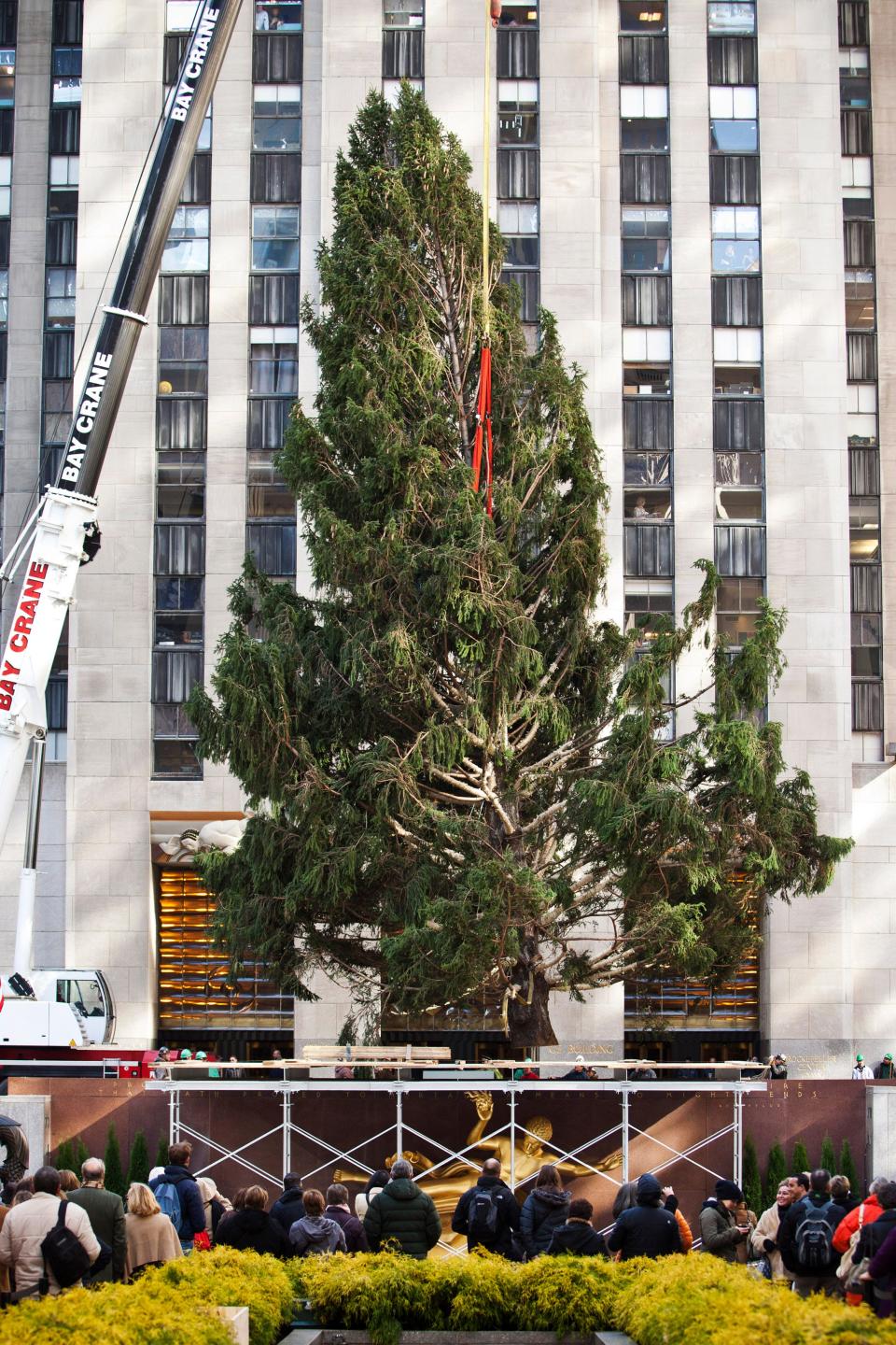 The 2012 Rockefeller Center Christmas Tree