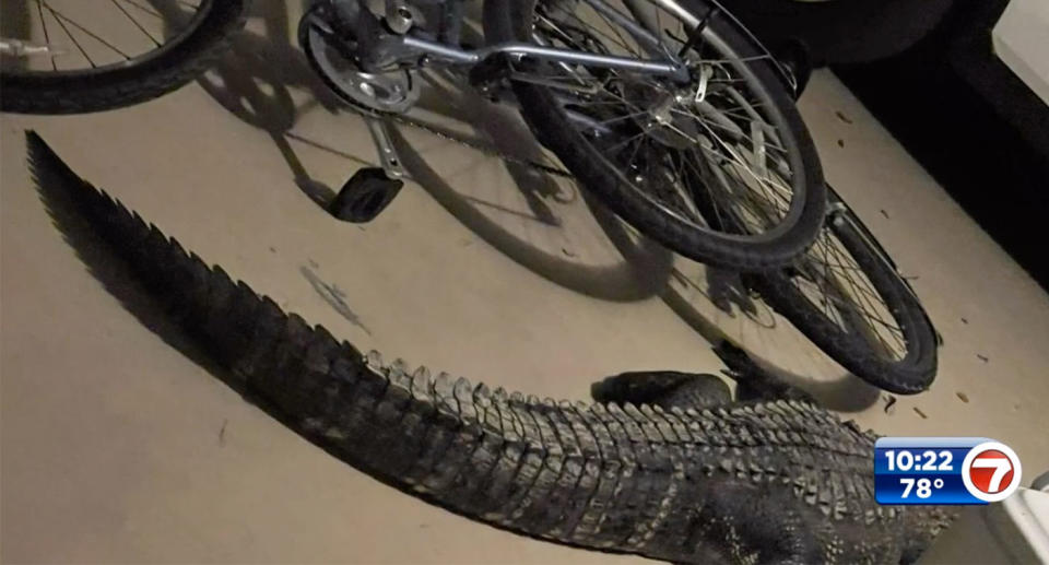 Alligator in the garage at a Florida home next to bicycle