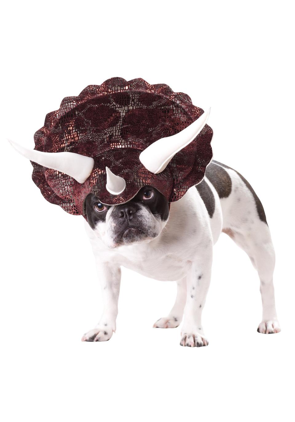 Cute funny Halloween dress up costumes for dogs.