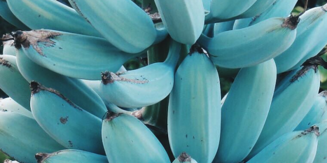 These Blue Bananas Taste Like Ice Cream And You Can Buy The Seeds On Amazon