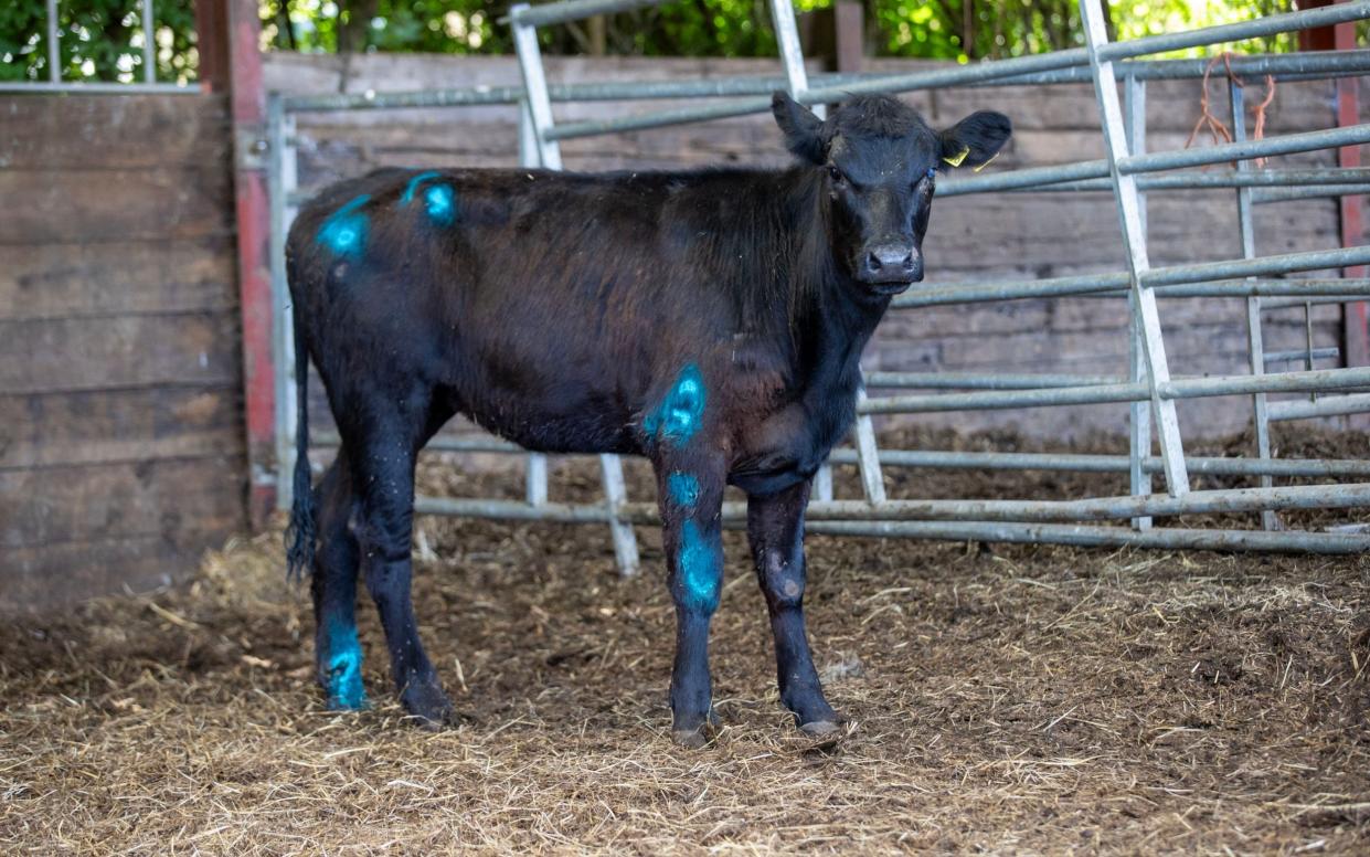 The calf – named Beau Lucy – suffered a gash to its leg but is recovering after being treated by a vet