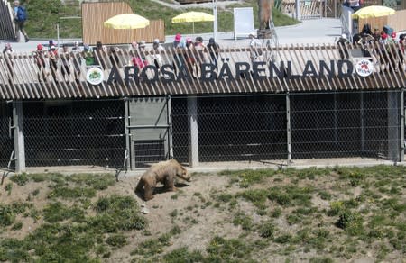Visitors look at bear Napa at the Arosa Baerenland sanctuary in the mountain resort of Arosa