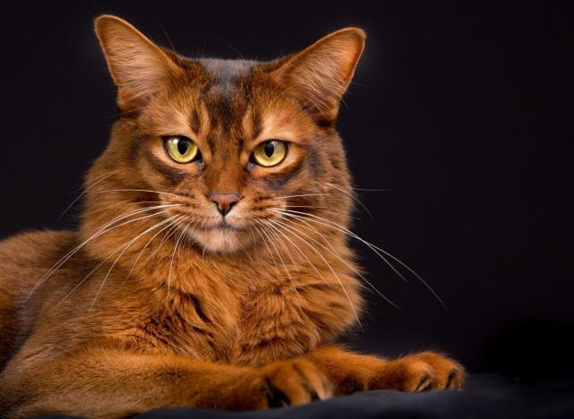 Most Dedicated Cat Breeds: Here are 10 of the most loyal breeds of