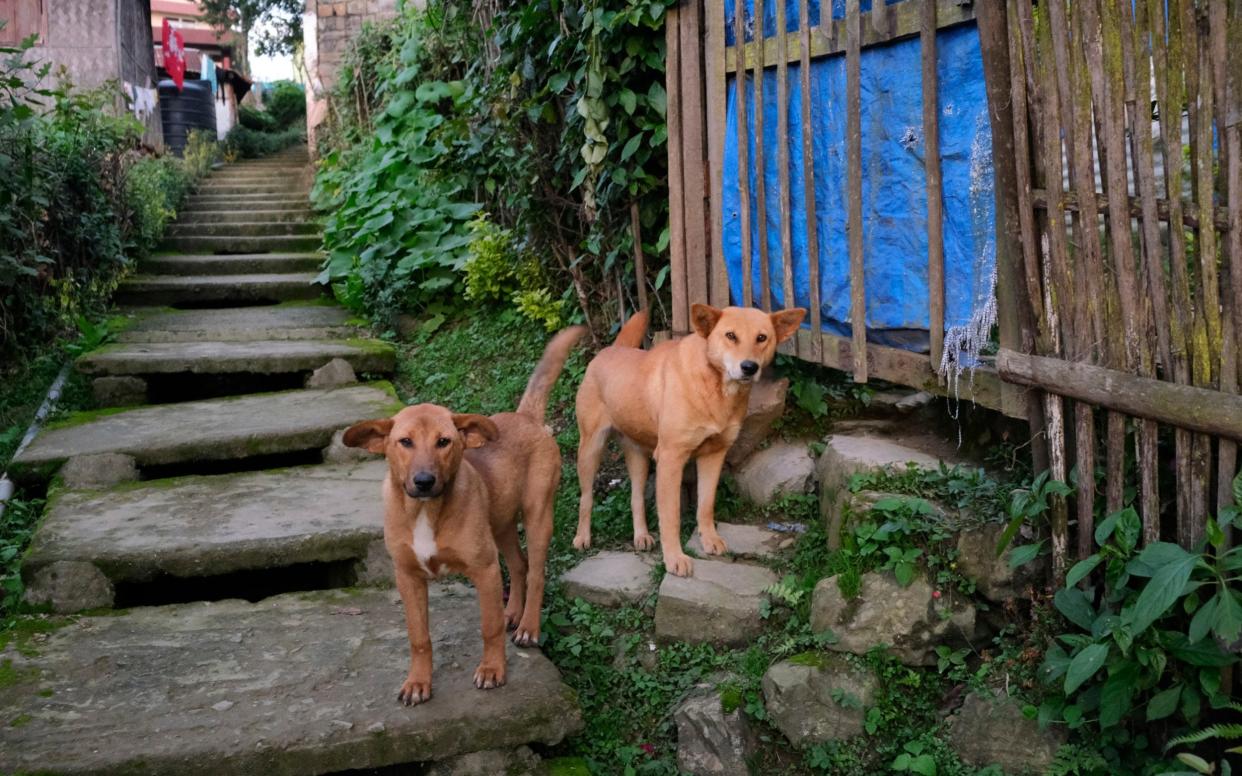 Dogs in Kohima, Nagaland - AP Photo/Yirmiyan Arthur