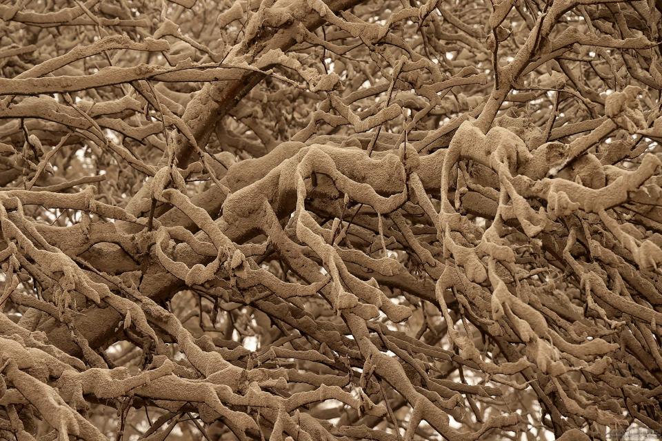 In this photo provided by the Russian Academy of Sciences' Volcanology Institute, volcanic ash covers a tree after the Shiveluch volcano's eruption in Klyuchi village on the Kamchatka Peninsula in Russia, Tuesday, April 11, 2023. The volcano has erupted on Russia's far eastern Kamchatka Peninsula. The eruption early Tuesday of Shiveluch, one of Kamchatka's most active volcanoes, spewed clouds of dust 12 miles into the sky. (Yury Demyanchuk/Russian Academy of Sciences' Volcanology Institute via AP)