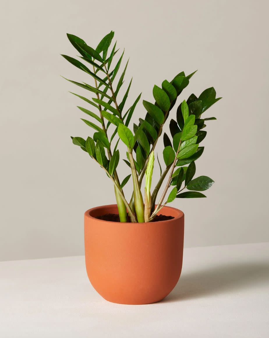 The&nbsp;ZZ Plant has thick, wavy green leaves and is known to be air-purifying.&nbsp;<strong><a href="https://fave.co/2FRzVyl" target="_blank" rel="noopener noreferrer">Originally $51, get it now for $38</a></strong>. (Photo: The Sill )